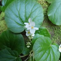 Begonia tenera Dryand.